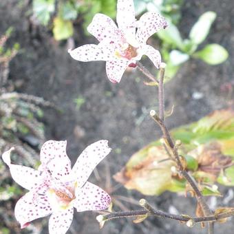 Tricyrtis formosana 'Hiki Yuri'