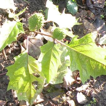 Datura metel