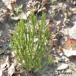 Cytisus scoparius 'Fulgens' - Brem