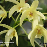 Dendrobium falcorostrum - Beukenorchidee