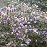 Rhododendron 'Blue Tit' - Dwergrhododendron