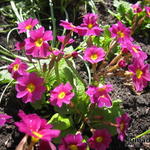 Primula megaseifolia - Sleutelbloem