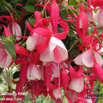 Fuchsia 'Wilson's Pearls' - Bellenplant