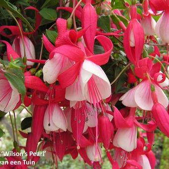 Fuchsia 'Wilson's Pearls'