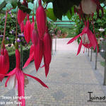 Fuchsia 'Texas Longhorn' - Bellenplant