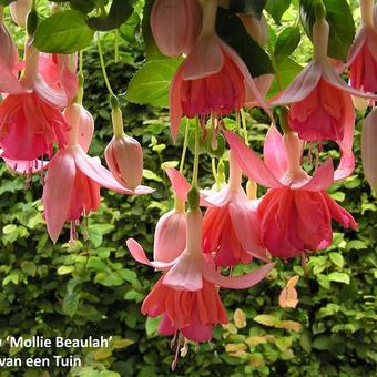 Fuchsia 'Mollie Beaulah'