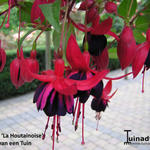 Fuchsia 'La Houtainoise' - Bellenplant