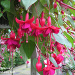 Fuchsia 'Marinka' - Bellenplant