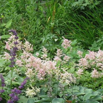 Astilbe x arendsii