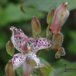 Tricyrtis macropoda - Paddenlelie / armeluisorchidee