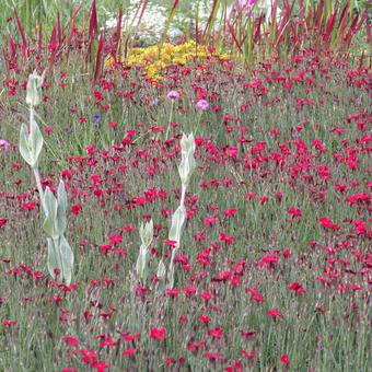 Lychnis coronaria 'Atrosanguinea'