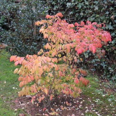 Kardinaalshoed - Euonymus alatus 'Compactus'