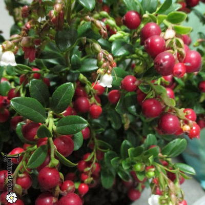 Vaccinium vitis-idaea - Vossenbes, rode bosbes