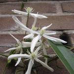 Clematis armandii 'Snowdrift' - Bosrank