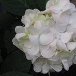 Hortensia - Hydrangea macrophylla 'Mme Emile Mouillère'