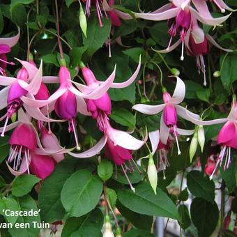 Fuchsia 'Cascade'