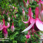 Fuchsia 'Cross Check' - Bellenplant