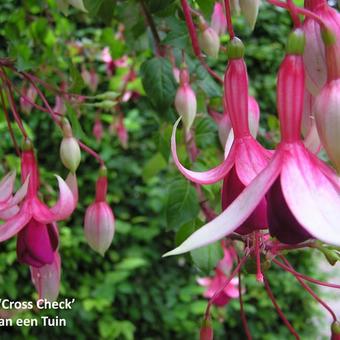 Fuchsia 'Cross Check'