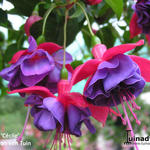 Fuchsia 'Cécile' - Bellenplant