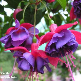 Fuchsia 'Cécile'