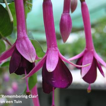 Fuchsia 'Remembering Claire'