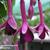 Fuchsia 'Remembering Claire'