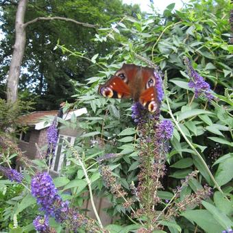 Buddleja davidii 'Empire Blue'