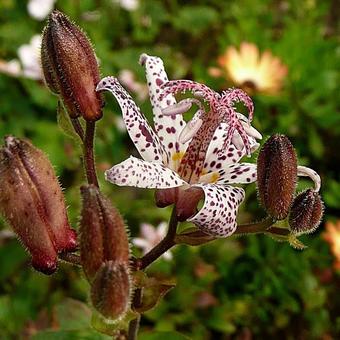 Tricyrtis formosana