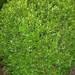 Buxus sempervirens 'Justin Brouwers' - Buxus