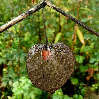 Physalis alkekengi var. franchetii