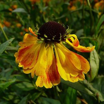 Helenium 'Zimbelstern'