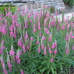 Veronica spicata 'Heidekind' - Ereprijs