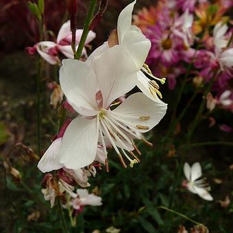 Gaura lindheimeri