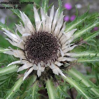 Carlina acaulis subsp. simplex