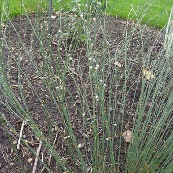 Polygonum scoparium