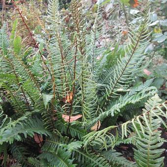 Blechnum spicant