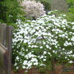 Cornus ‘Eddie’s White Wonder’ - Kornoelje