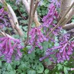 Corydalis cava - Helmbloem