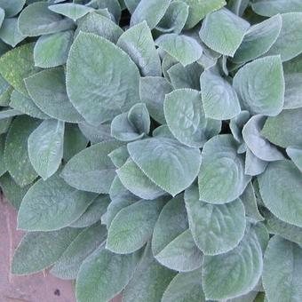 Stachys byzantina 'Cotton Boll'