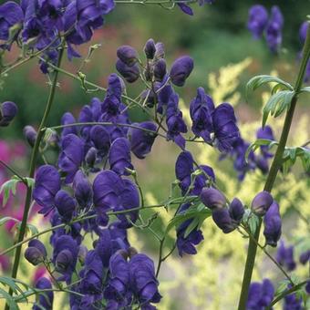 Aconitum carmichaelii 'Arendsii'