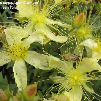 Hypericum olympicum f. uniflorum 'Citrinum'