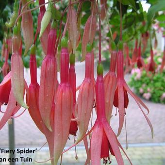 Fuchsia 'Fiery Spider'