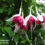 Fuchsia 'Didgeridoo' - Bellenplant