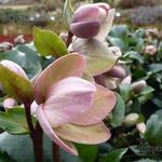 Helleborus 'Angel Glow' - Nieskruid