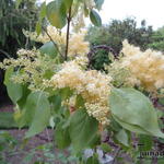 Syringa reticulata subsp. pekinensis 'Beijing Gold' - Pekingsering