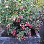 Vaccinium vitis-idaea 'Miss Cherry' - Vossenbes, rode bosbes