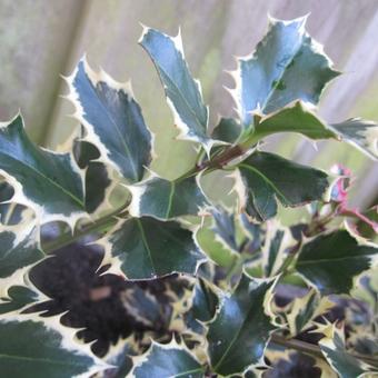 Ilex aquifolium 'Silver Queen'