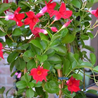 Mandevilla 'SUNDAVILLE Red'