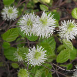 Fothergilla major - Lampepoetsersstruik