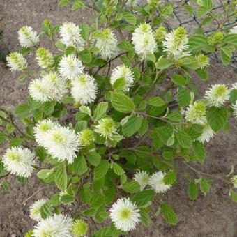 Fothergilla major